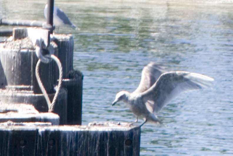 313-1227 Seagull Landing.jpg